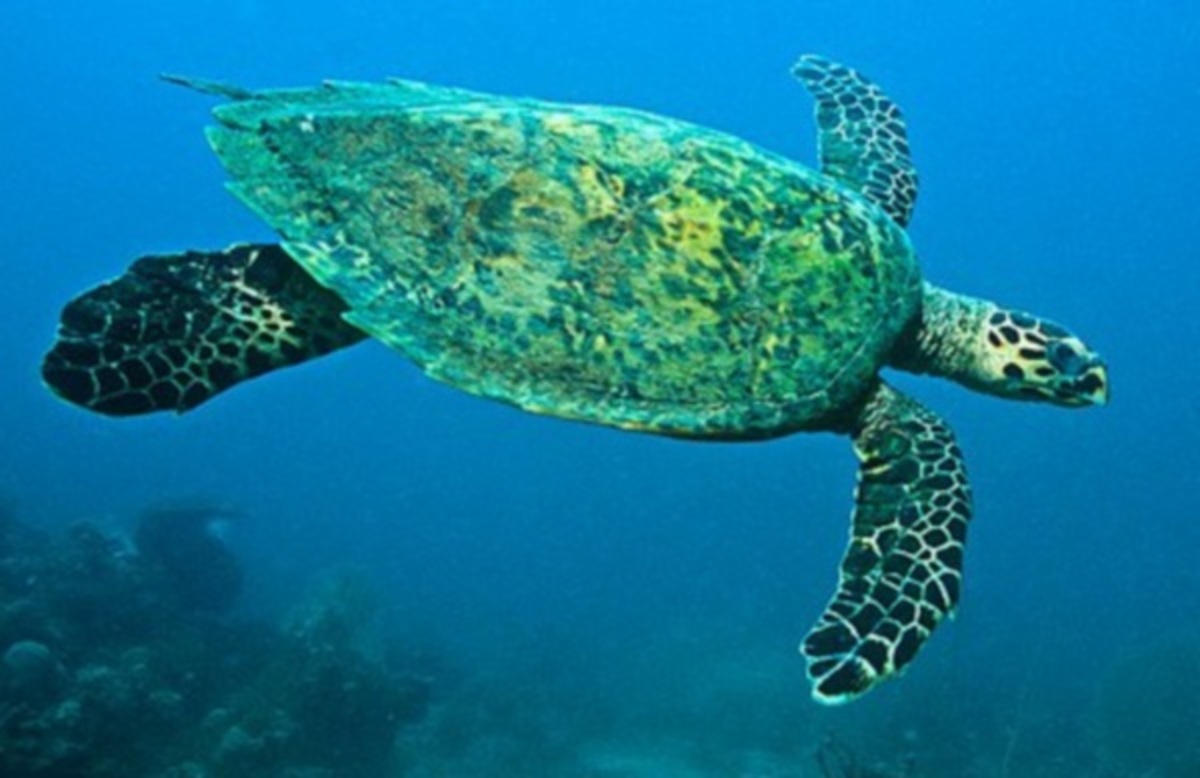 Θαλάσσια χελώνα ταξίδεψε 1.500 χιλιόμετρα για να ζευγαρώσει
