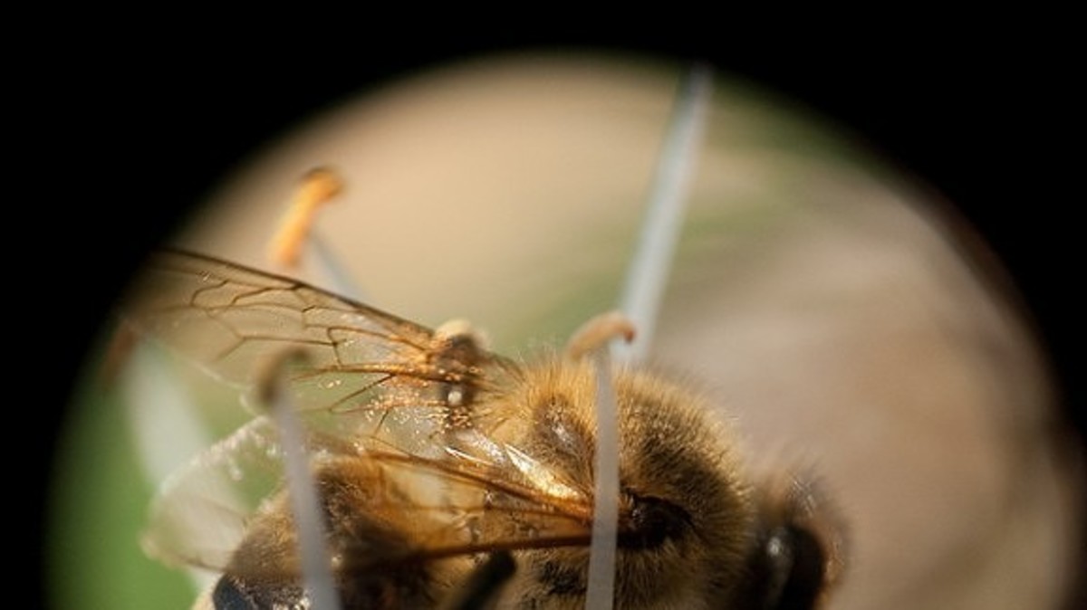 Νεκρός 72χρονος μετά από τσίμπημα σφήκας