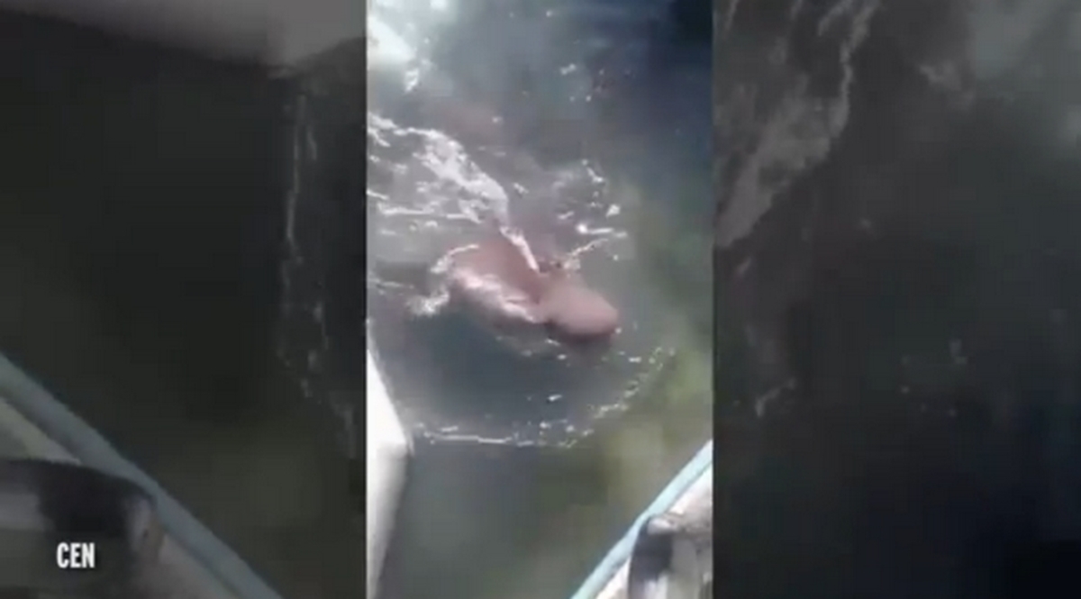 Τρόμος! Προσπάθησαν να βοηθήσουν καρχαρία και άνοιξε τρύπα στη βάρκα τους [vid]