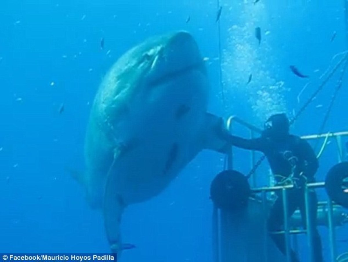 Βρήκαν τον μεγαλύτερο λευκό καρχαρία – Σημάδια μαχών στο σώμα του 50χρονου Deep Blue!