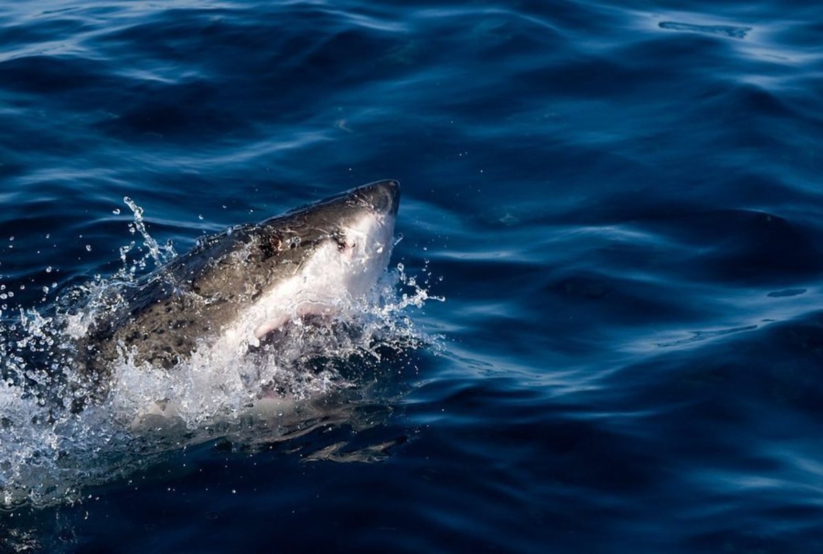 Τρόμος στα σαγόνια του καρχαρία – Ακρωτηριάστηκαν 2 έφηβοι (ΦΩΤΟ)