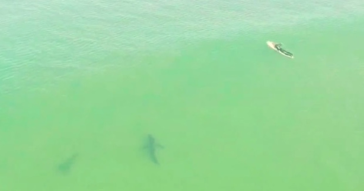 Έκαναν σερφ δίπλα στον πιο επικίνδυνο καρχαρία και δεν είχαν πάρει χαμπάρι! (ΒΙΝΤΕΟ)