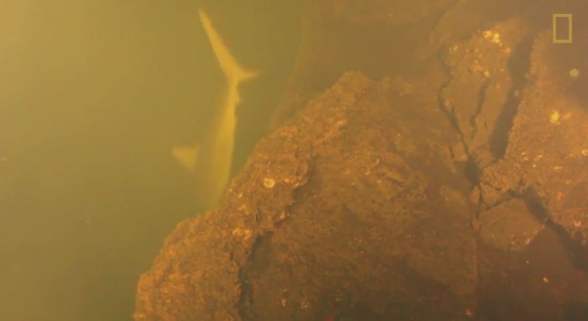 Βίντεο: Καρχαρίες ζουν μέσα σε… ηφαίστειο!