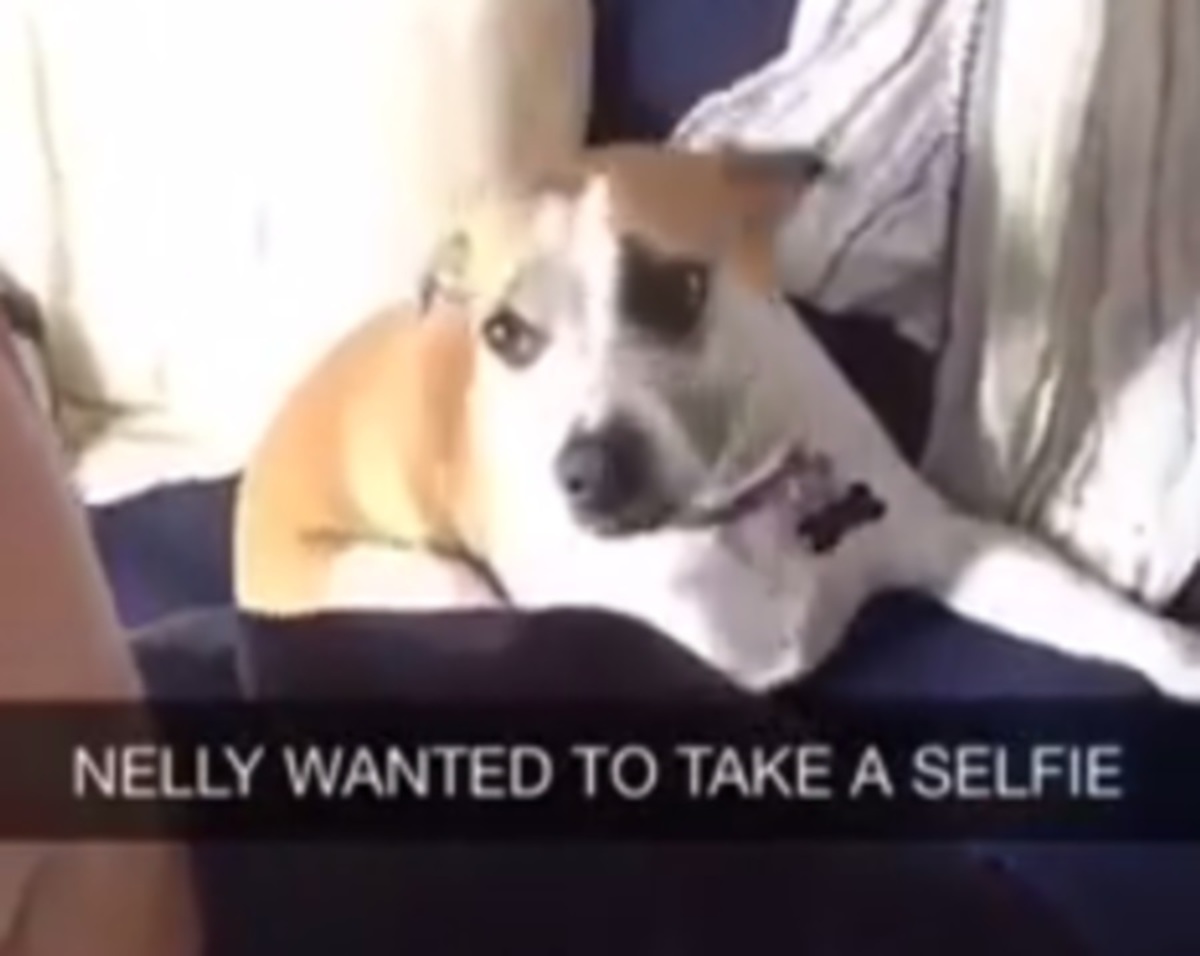 Σαρώνει το internet το σκυλί που παλεύει για μία selfie – ΒΙΝΤΕΟ