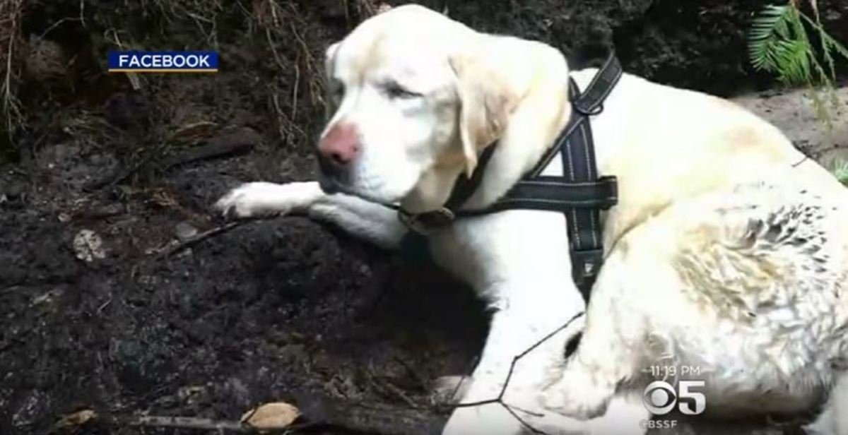 Τυφλός σκύλος ήταν χαμένος στο δάσος για 8 εβδομάδες – Δείτε πώς βρέθηκε [vid]