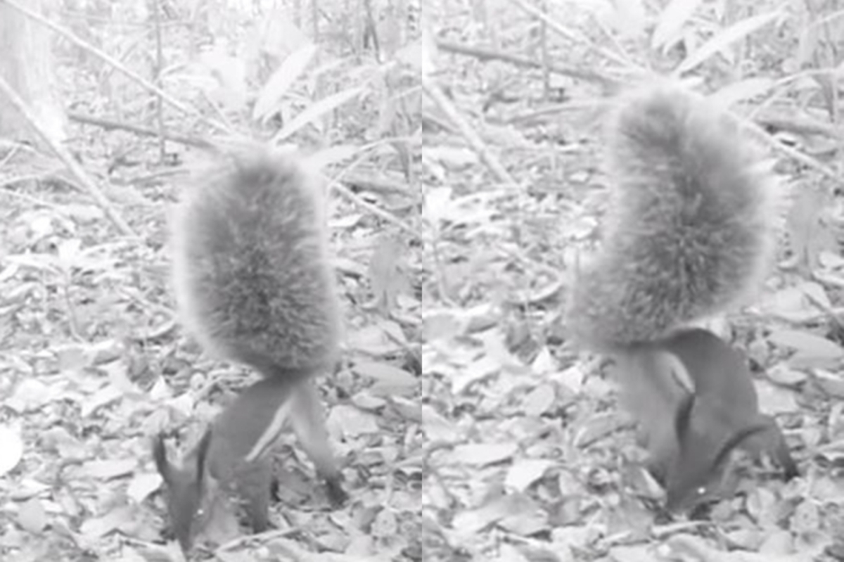 O σκίουρος βαμπίρ! Σκοτώνει ελάφια και πίνει το αίμα τους (ΒΙΝΤΕΟ)
