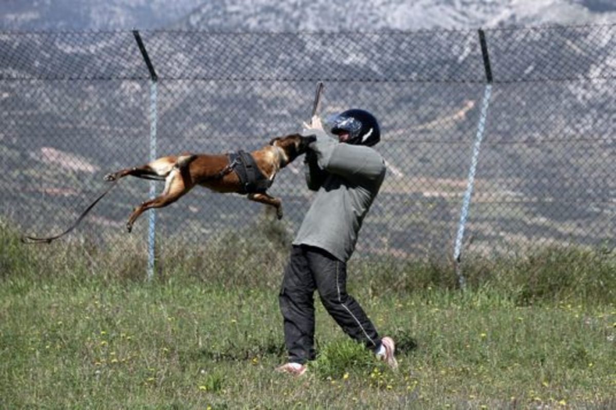 Αυτοί είναι ετοιμοπόλεμοι σκύλοι – φρουροί της Πολεμικής Αεροπορίας! [pics]
