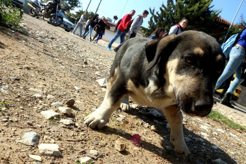 Από δημοσιογράφος… σεφ για σκύλους!