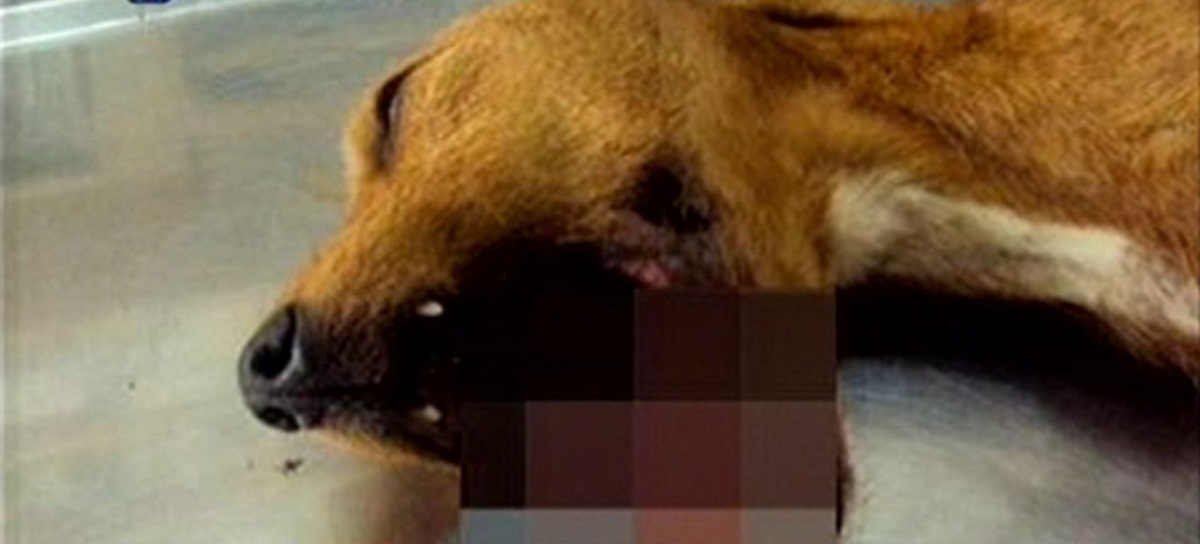 Η εικόνα του τραυματισμένου σκύλου προκαλεί σοκ