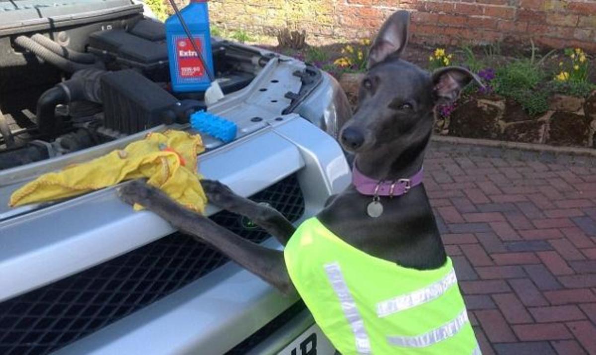 Δεν θα πιστεύετε τι κάνει αυτός ο σκύλος! Οι ξεκαρδιστικές πόζες του στην κάμερα