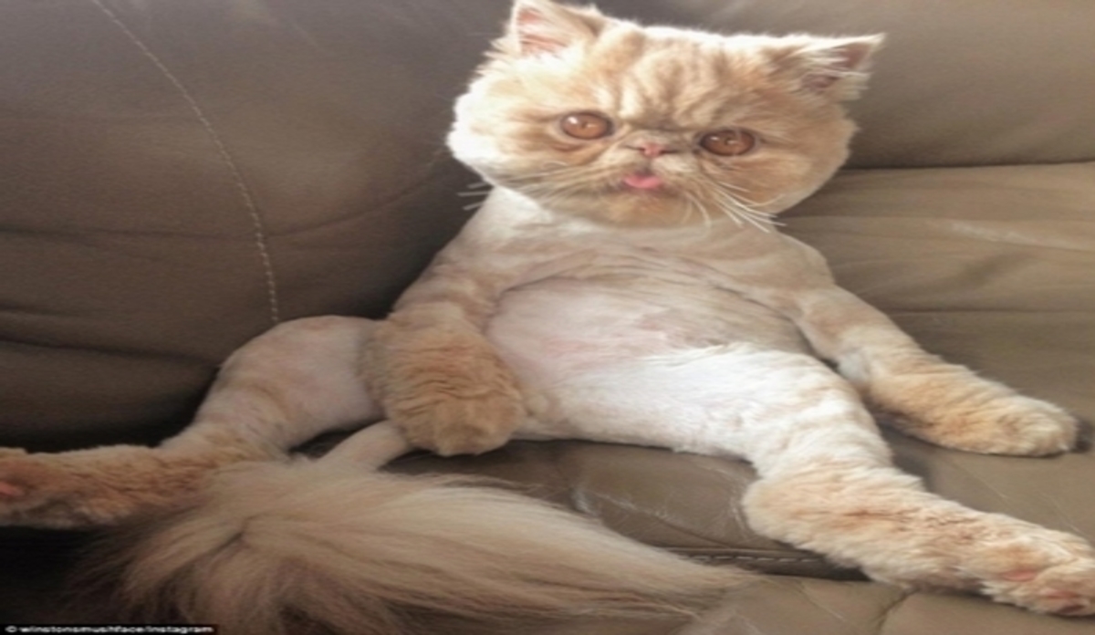 O Garfield ζει ανάμεσά μας! Δείτε τον πιο αραχτό γάτο στον κόσμο