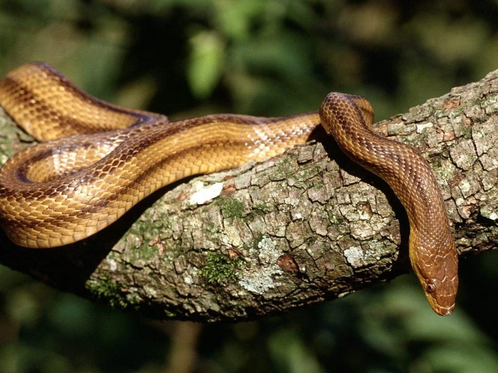 Τυλίχτηκε στις φλόγες η μεγαλύτερη συλλογή φιδιών στον κόσμο