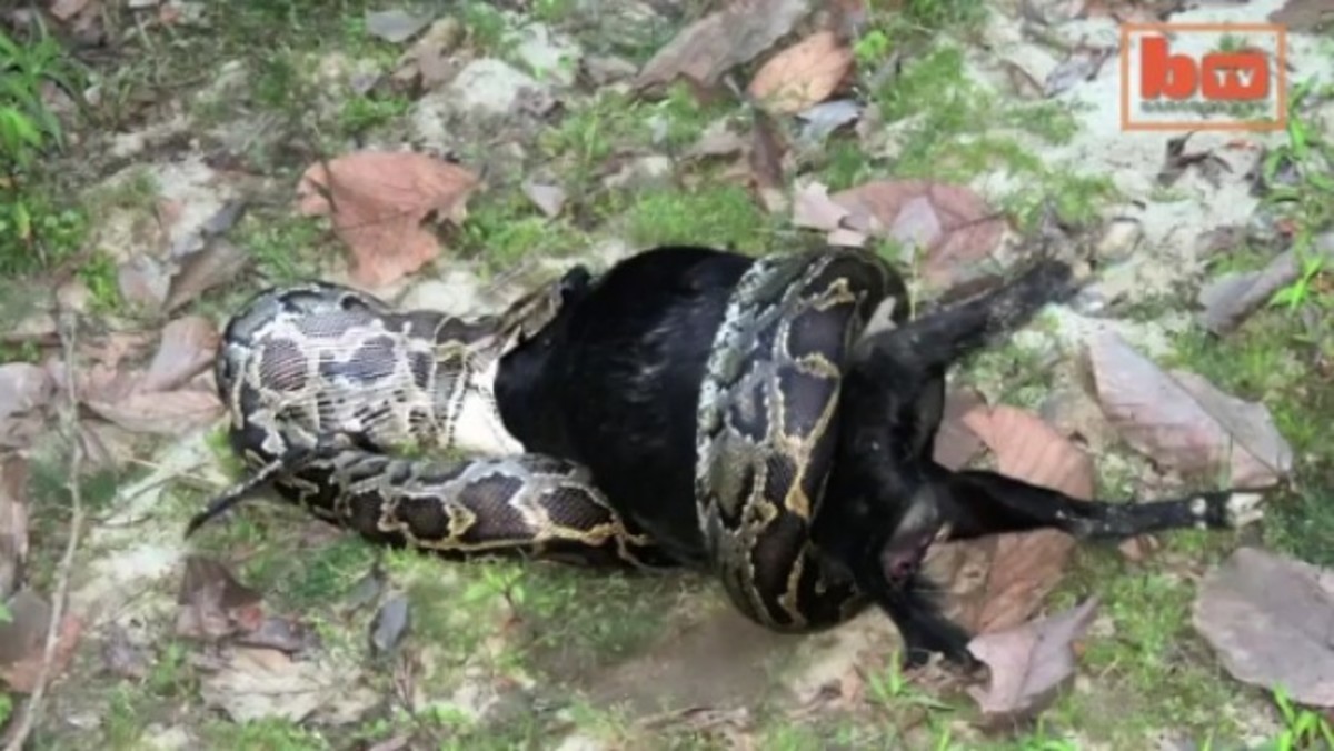 Πύθωνας επιτίθεται σε κατσίκα