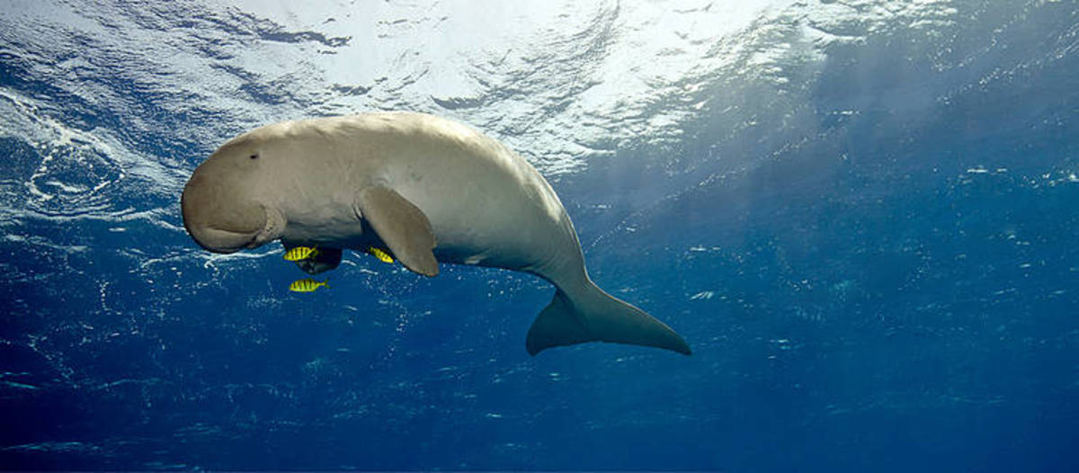 SOS - Save Our Species