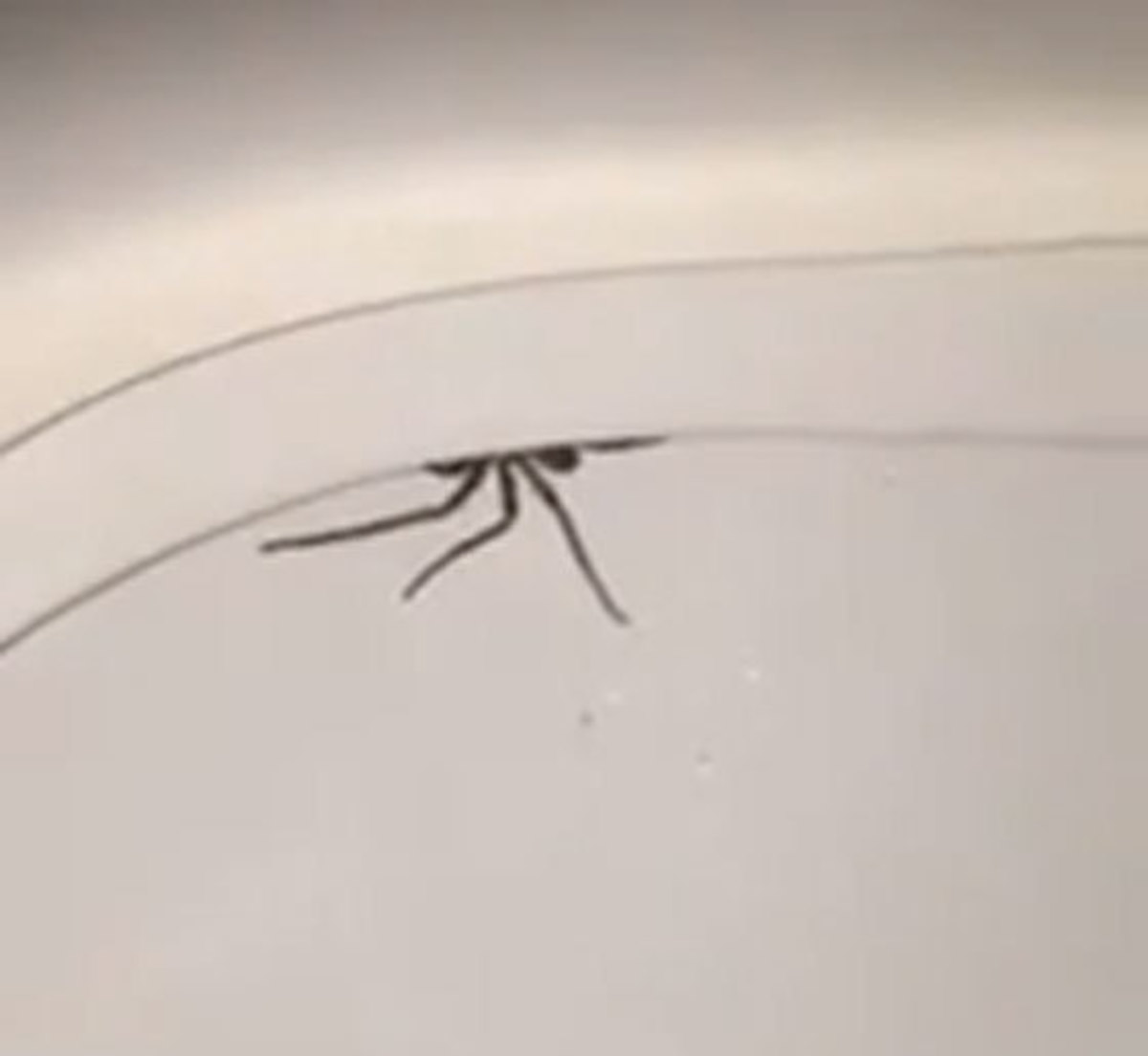 Γιατί πρέπει πάντα να τραβάτε καζανάκι στην Αυστραλία! ΒΙΝΤΕΟ