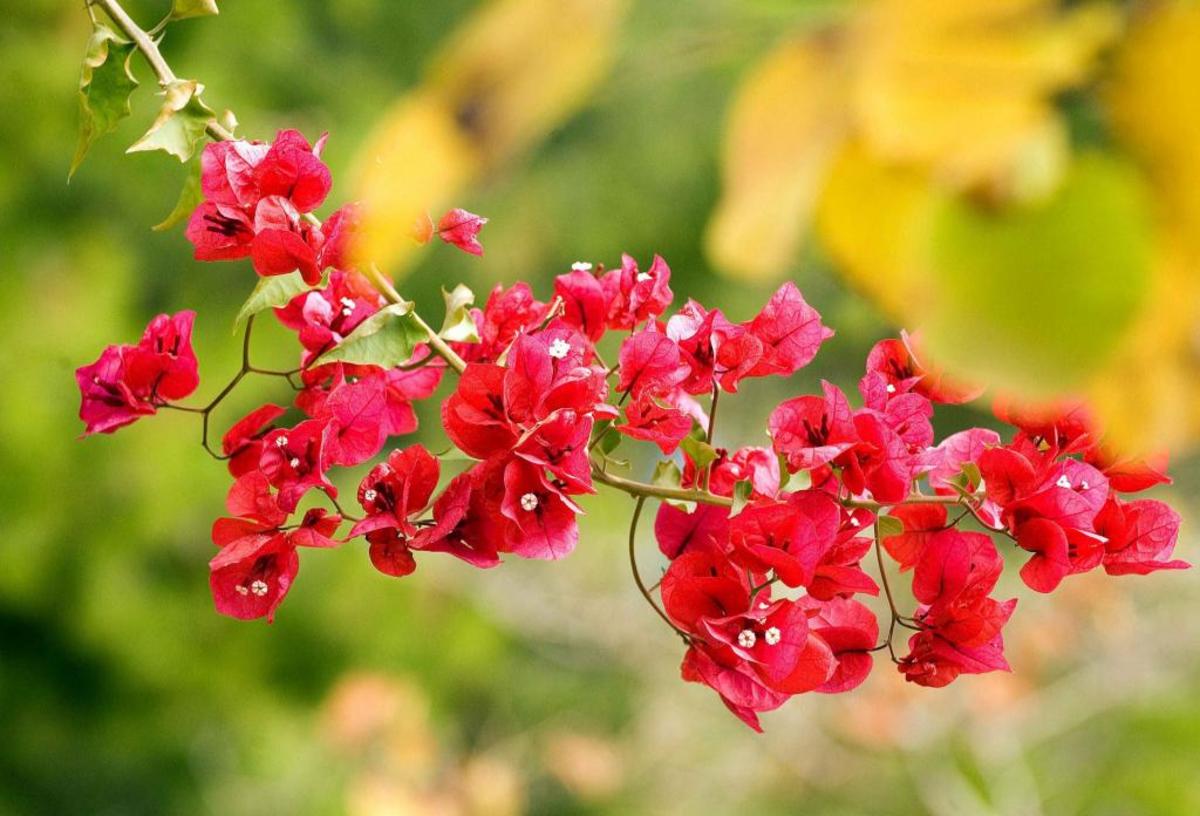 Έρχεται ξανά η άνοιξη – Ανεβαίνει η θερμοκρασία – Αναλυτική πρόγνωση για όλη την εβδομάδα