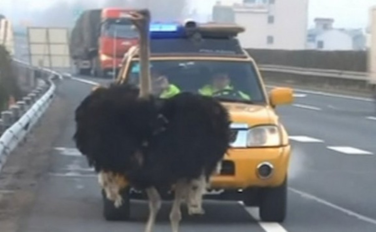 Στρουθοκάμηλος κοντράρει τα αυτοκίνητα