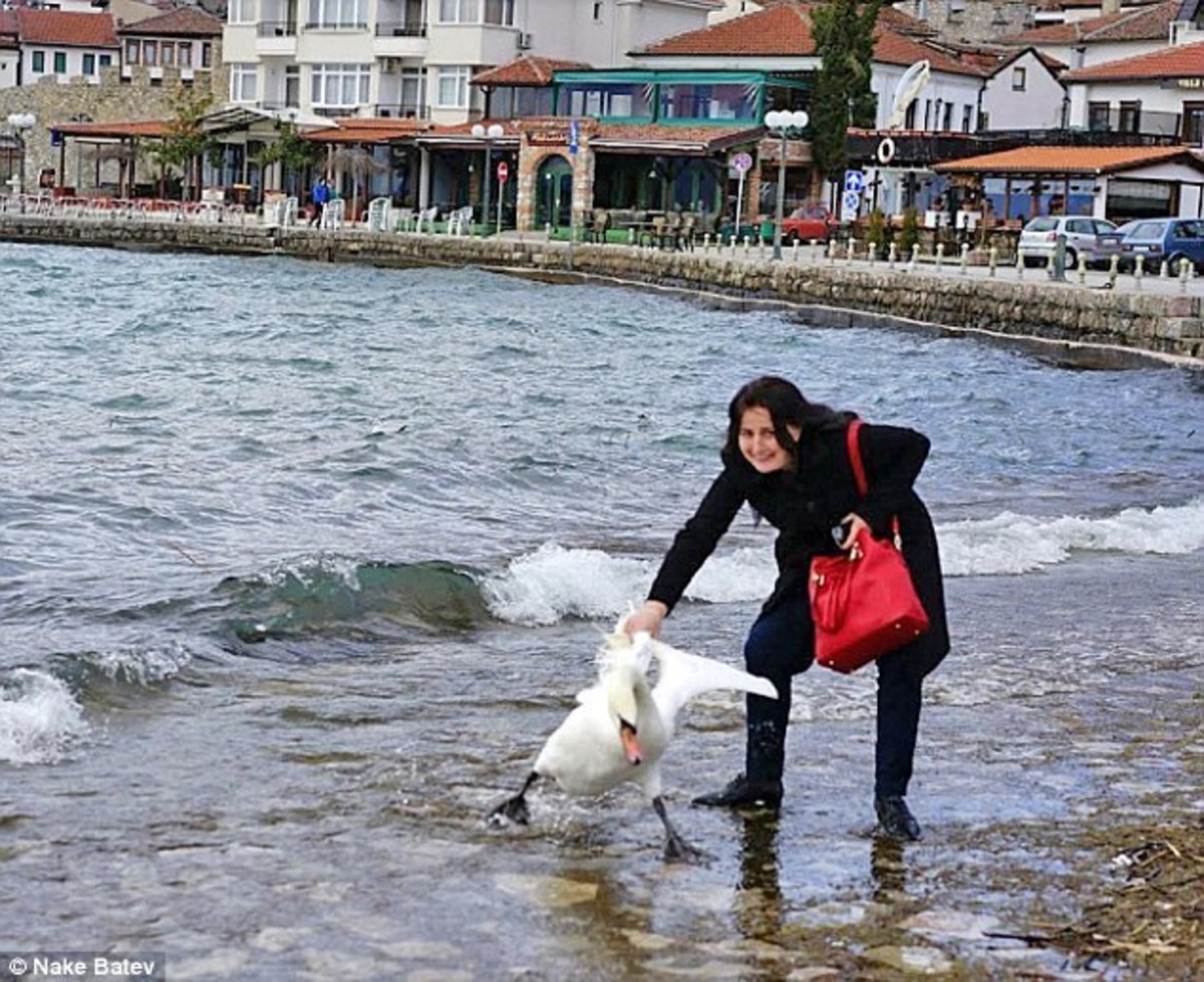 Σκότωσε κύκνο από το τράβηγμα για μια φωτογραφία