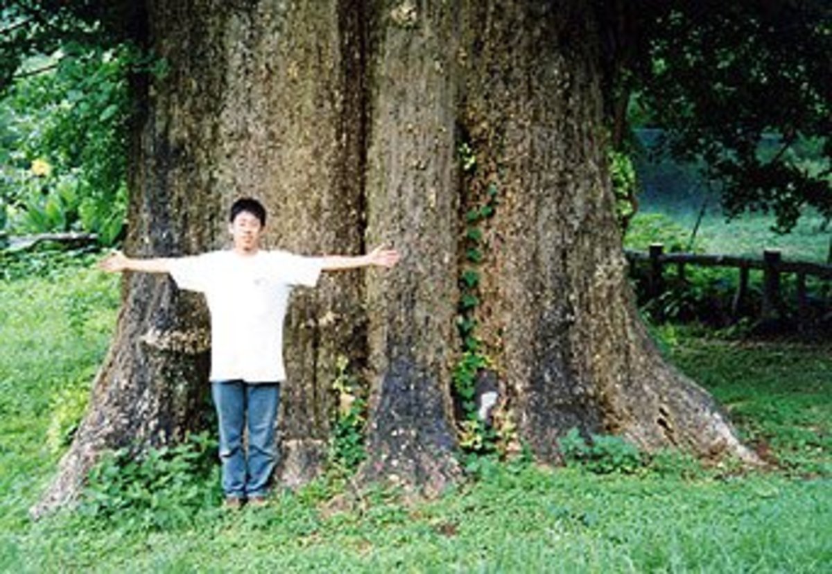 Προσευχήθηκαν για ν’ αναστηθεί  ένα δέντρο 1.000 ετών