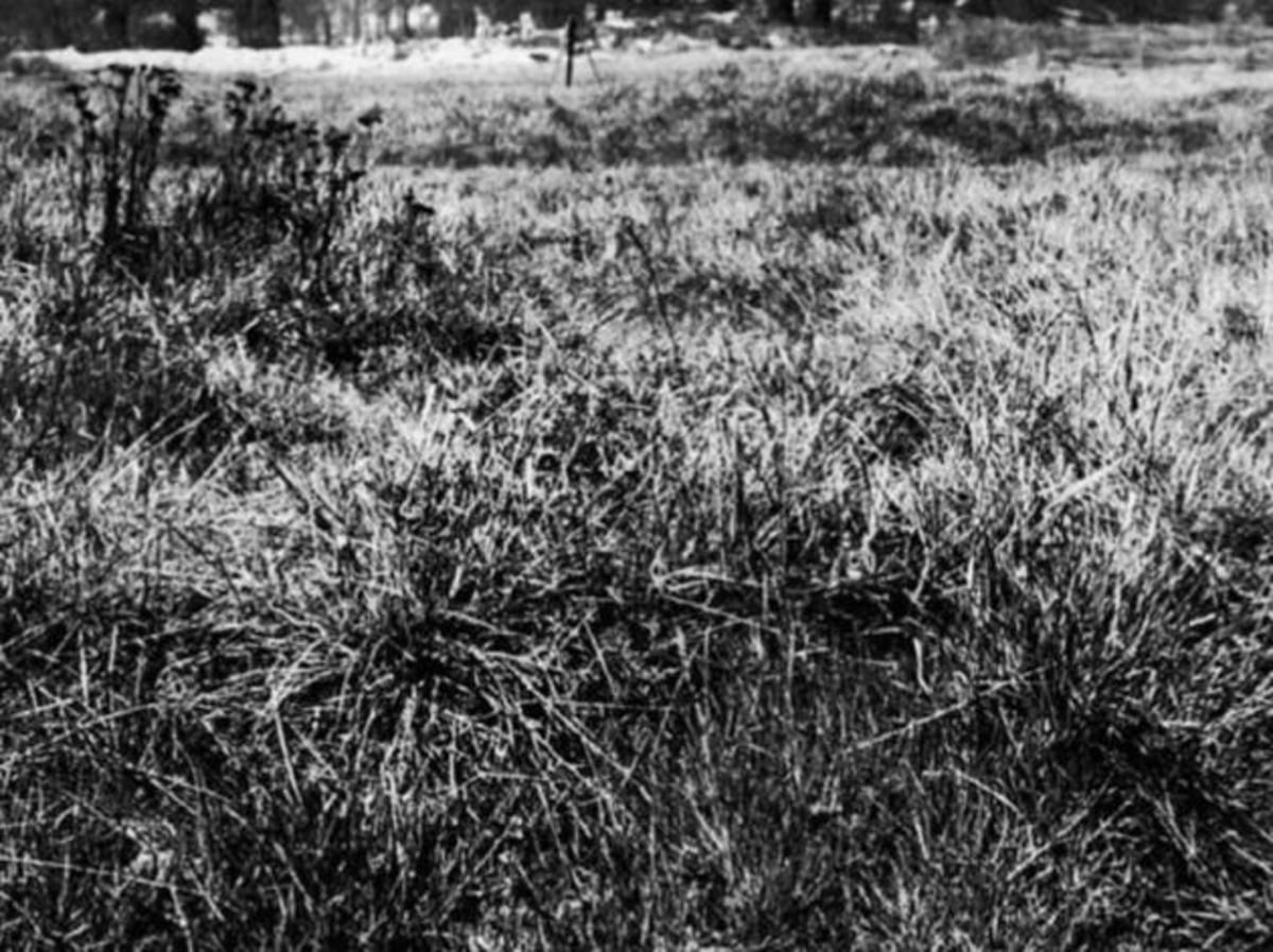 Βρείτε τον ελεύθερο σκοπευτή του Πρώτου Παγκοσμίου Πολέμου [pics]