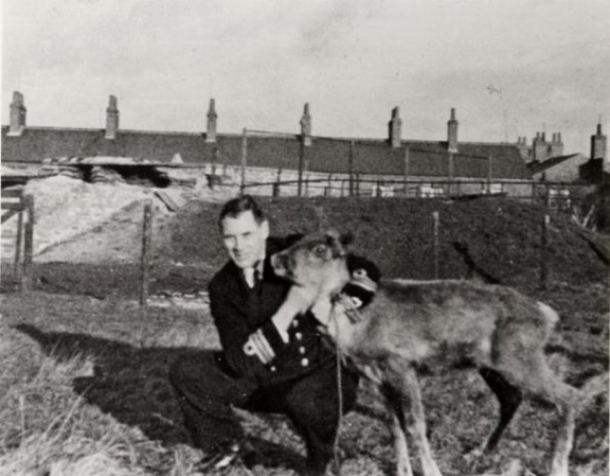 Ένας τάρανδος σε υποβρύχιο!