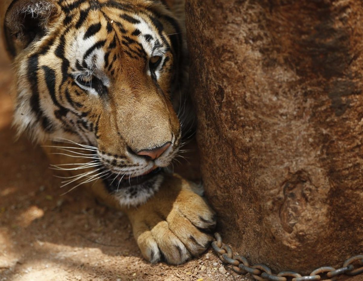 Φρίκη! Τίγρης κατασπάραξε εργαζόμενη σε ζωολογικό κήπο