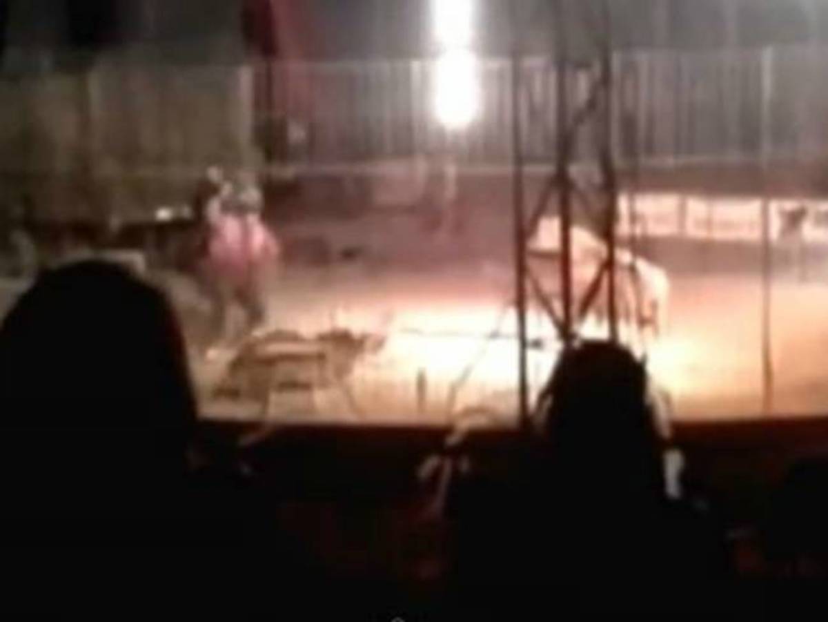 Ανατριχιαστικό βίντεο! Τίγρης σκότωσε εκπαιδευτή μπροστά στους θεατές τσίρκου!