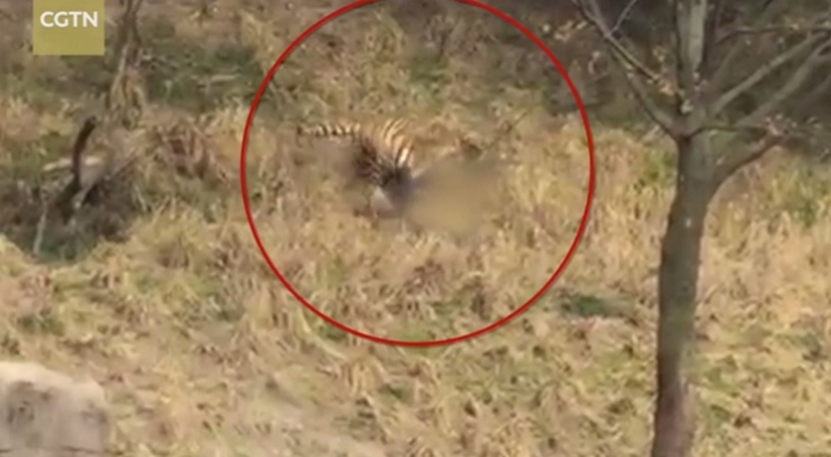 Βίντεο σοκ! Τον κατασπάραξε τίγρης μπροστά στη γυναίκα και το παιδί του