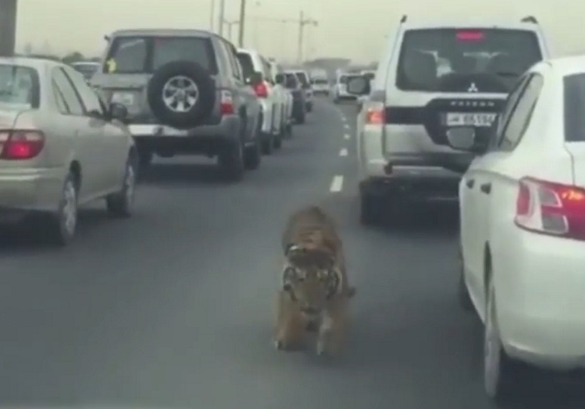 Κυκλοφοριακό χάος από μία τίγρη στο δρόμο – ΒΙΝΤΕΟ