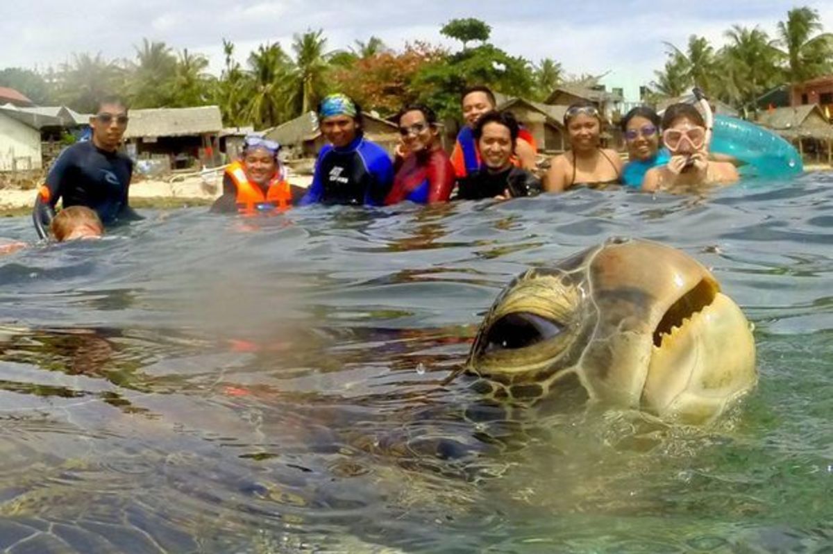 Η πιο αστεία selfie – Photobomb από θαλάσσια χελώνα!