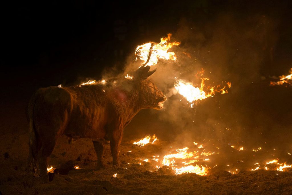 Συγκλονιστικές φωτογραφίες: Η ανθρώπινη βαρβαρότητα – Βάζουν φωτιά σε ταύρο