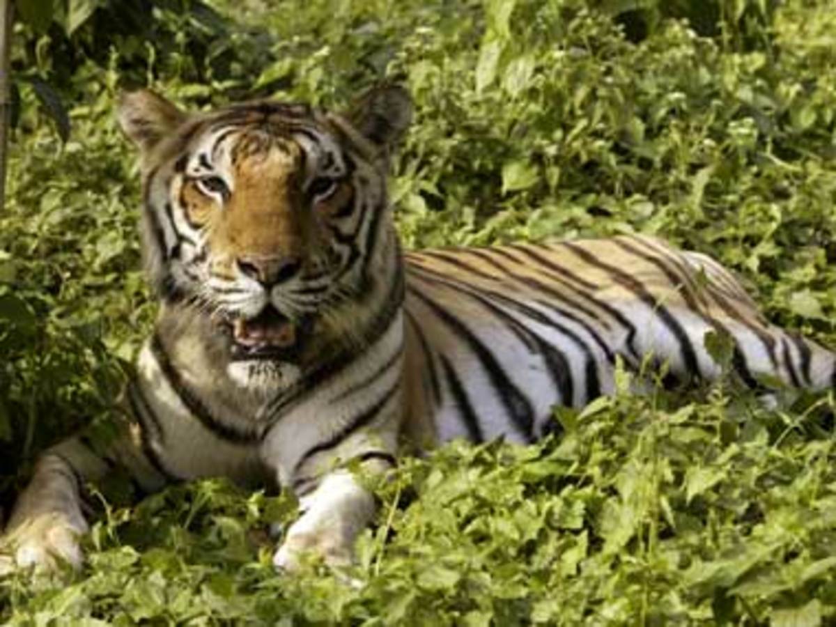 Πλούσιοι κινέζοι σκοτώνουν τίγρεις σε ιδιωτικά πάρτι για να διασκεδάζουν