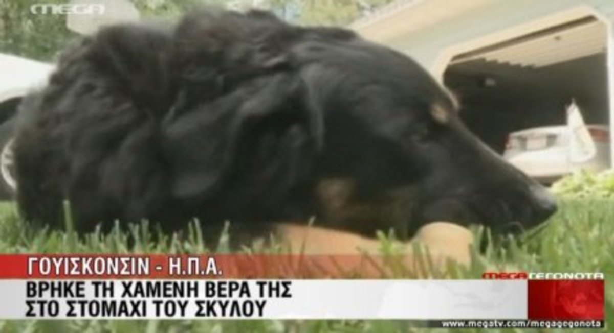 Σκύλος είχε φάει βέρα!