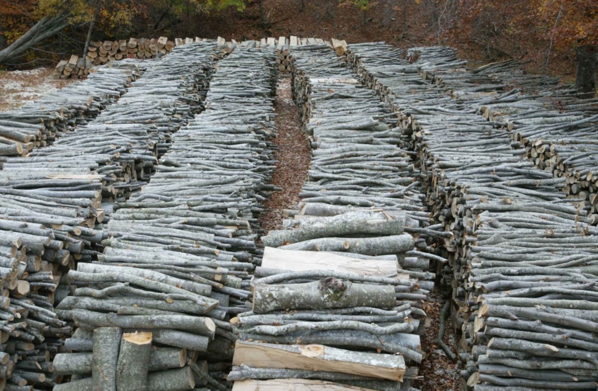 Κόβουν τα δάση της Ελλάδας για να τα πουλήσουν ως καυσόξυλα – Πυροβολούν ακόμη και τους δασοφύλακες για να ξεφύγουν