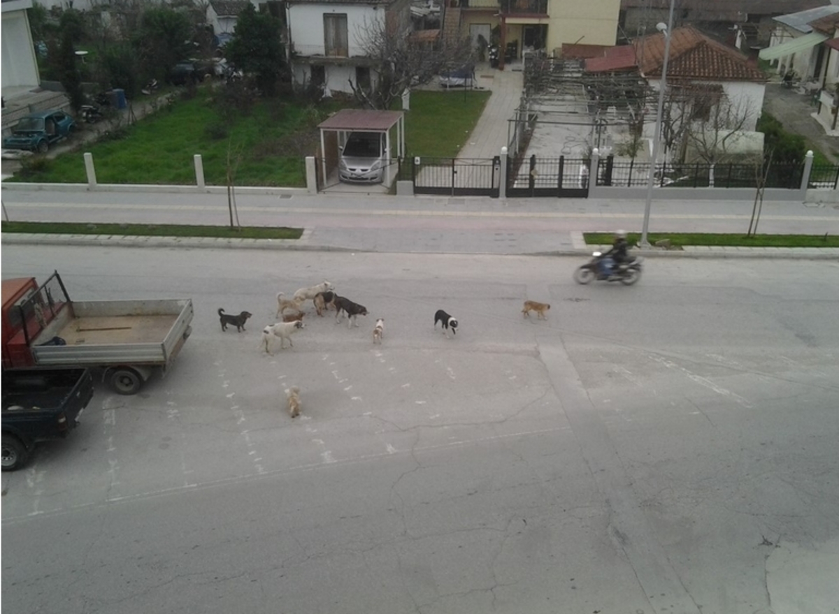 ΦΩΤΟ από trikalavoice.gr