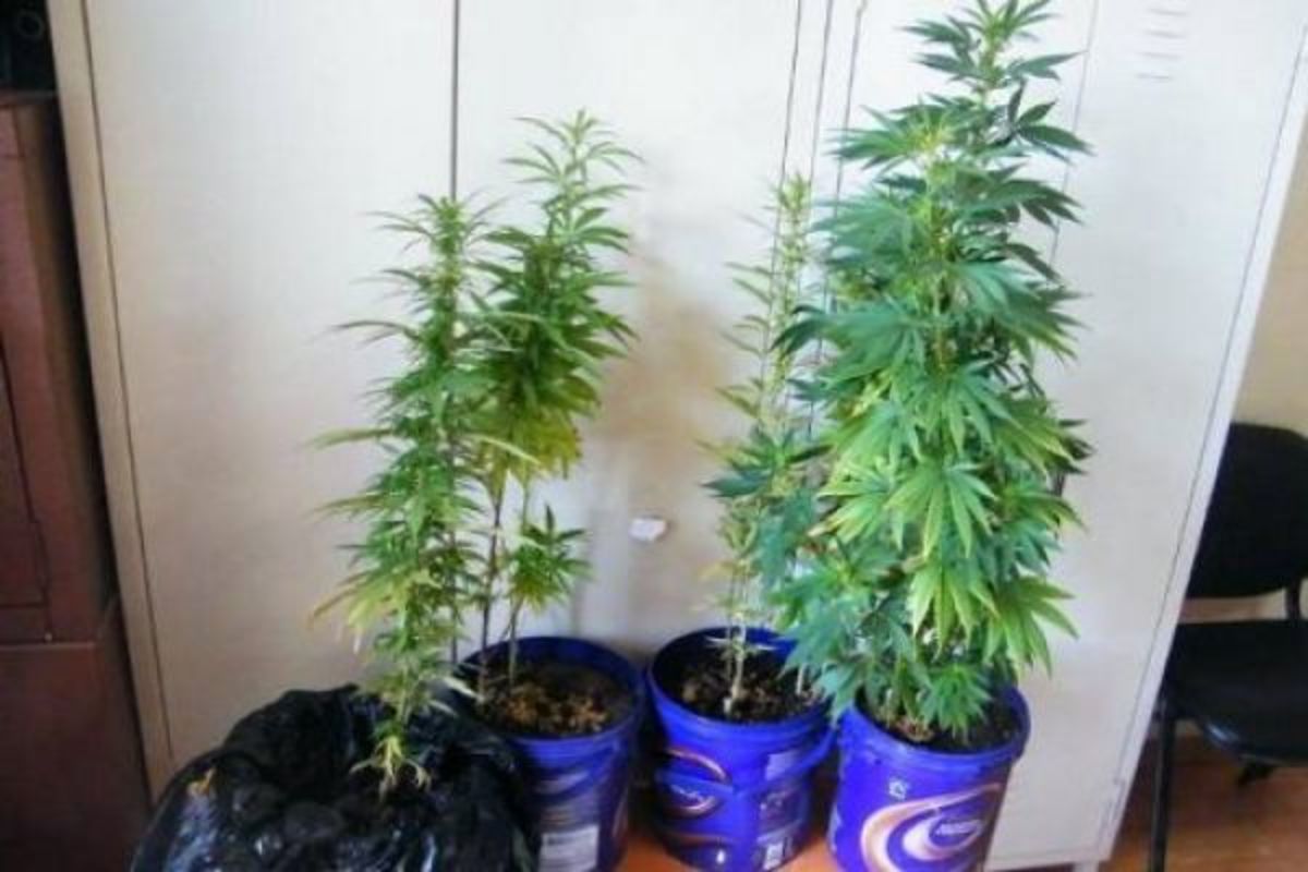 Οικιακή… παραγωγή κάνναβης στο Ρέθυμνο