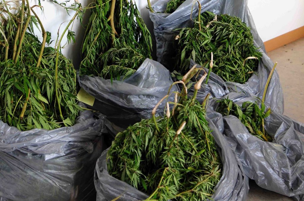 Είχαν 27 δενδρύλλια χασίς!