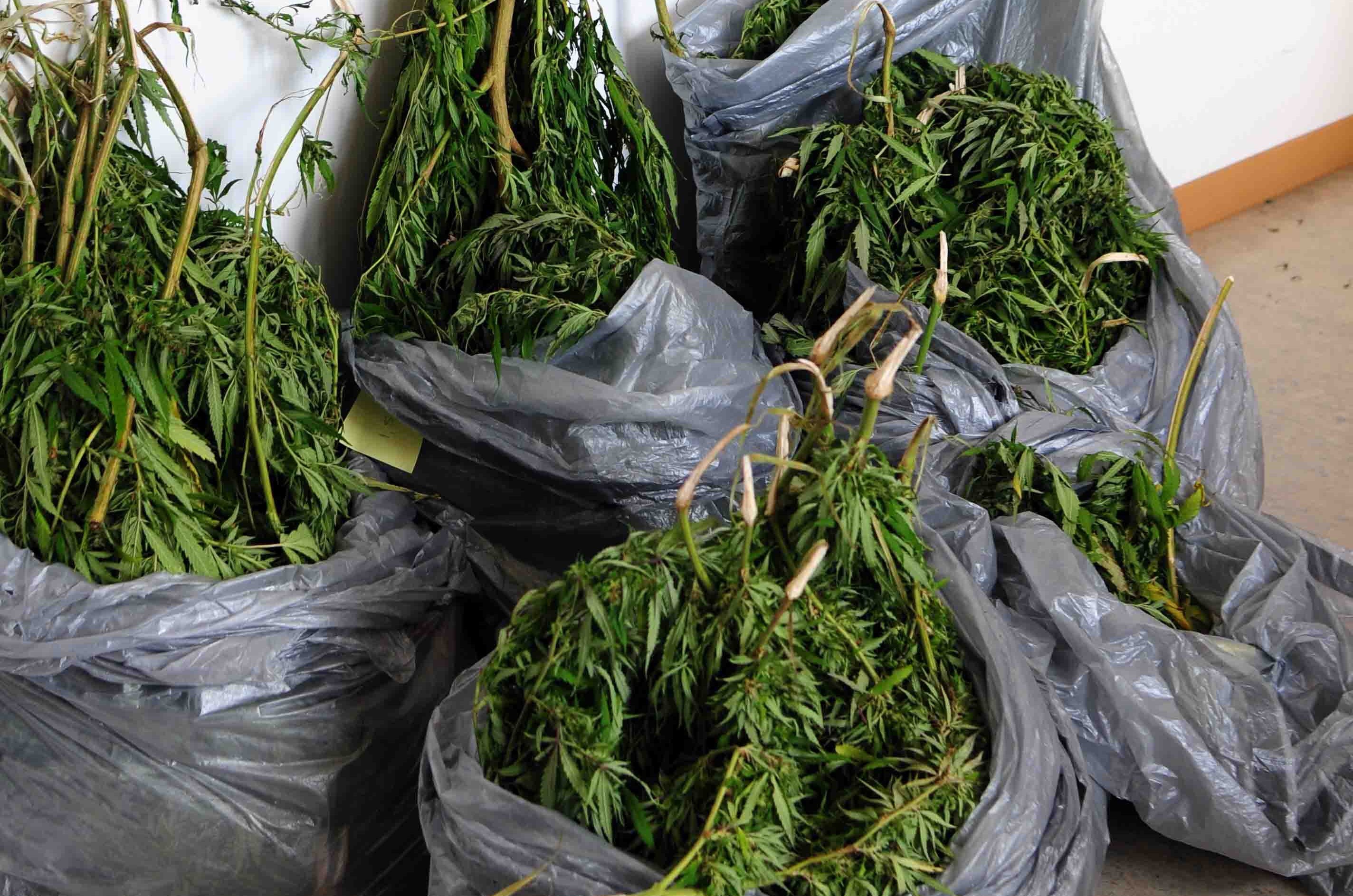 Είχαν 27 δενδρύλλια χασίς!