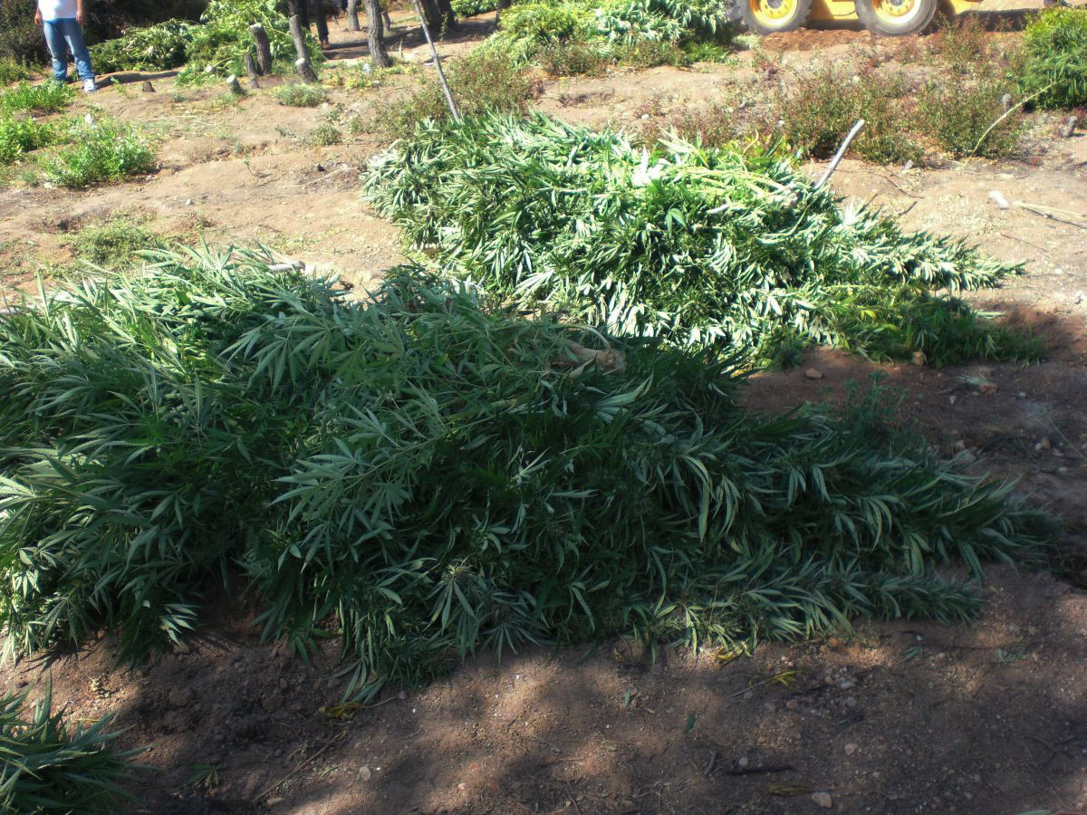 Φυτεία με χασισόδεντρα στη… Φιλοθέη!