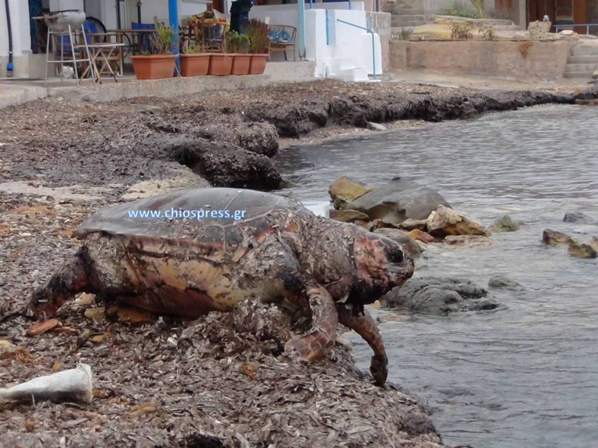 ΦΩΤΟ από το chiospress.gr