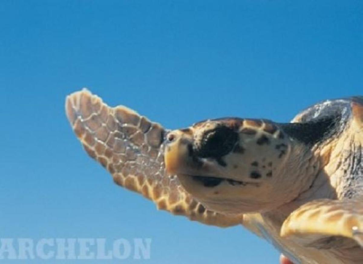 ΦΩΤΟ ARCHELON