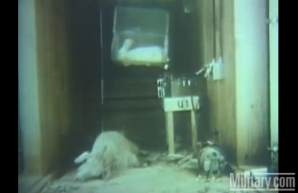 ΒΙΝΤΕΟ-ΣΟΚ από πειράματα με χημικά όπλα!