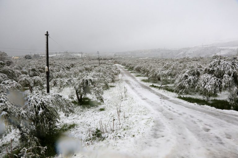 Κρήτη: Ο χιονιάς κατέστρεψε τις καλλιέργειες – Σε απόγνωση οι αγρότες