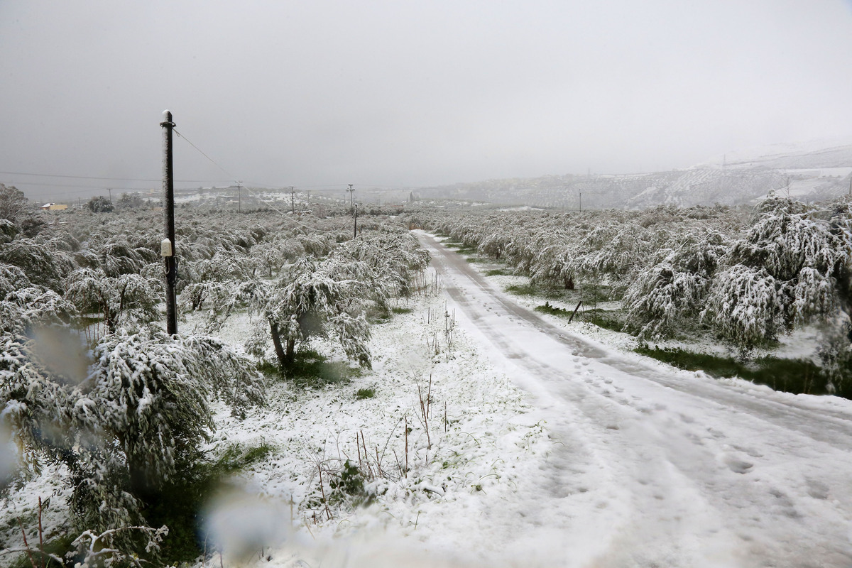 Κρήτη: Ο χιονιάς κατέστρεψε τις καλλιέργειες – Σε απόγνωση οι αγρότες