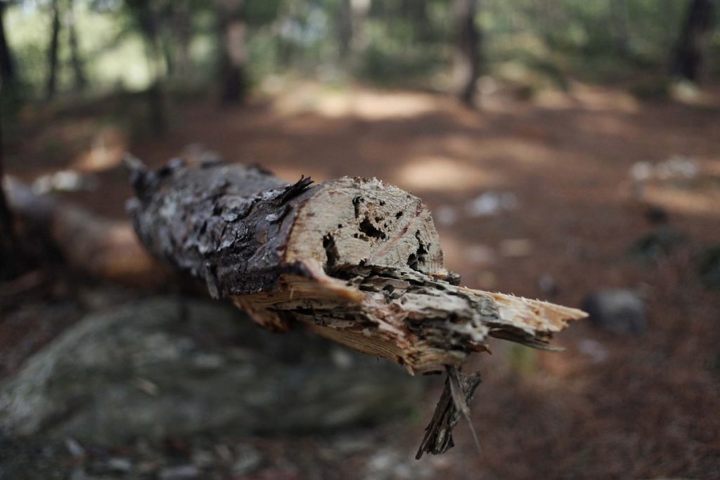 Ναύπακτος: Σκοτώθηκε ενώ έκοβε ξύλα…