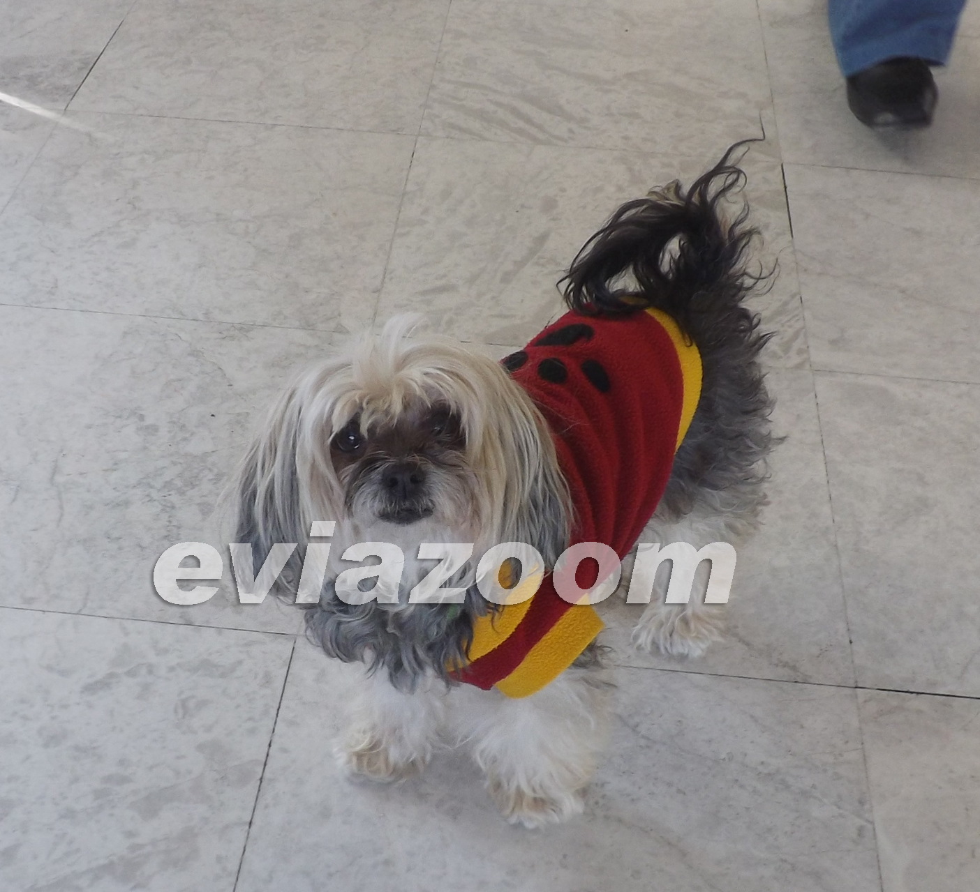 ΦΩΤΟ από eviazoom