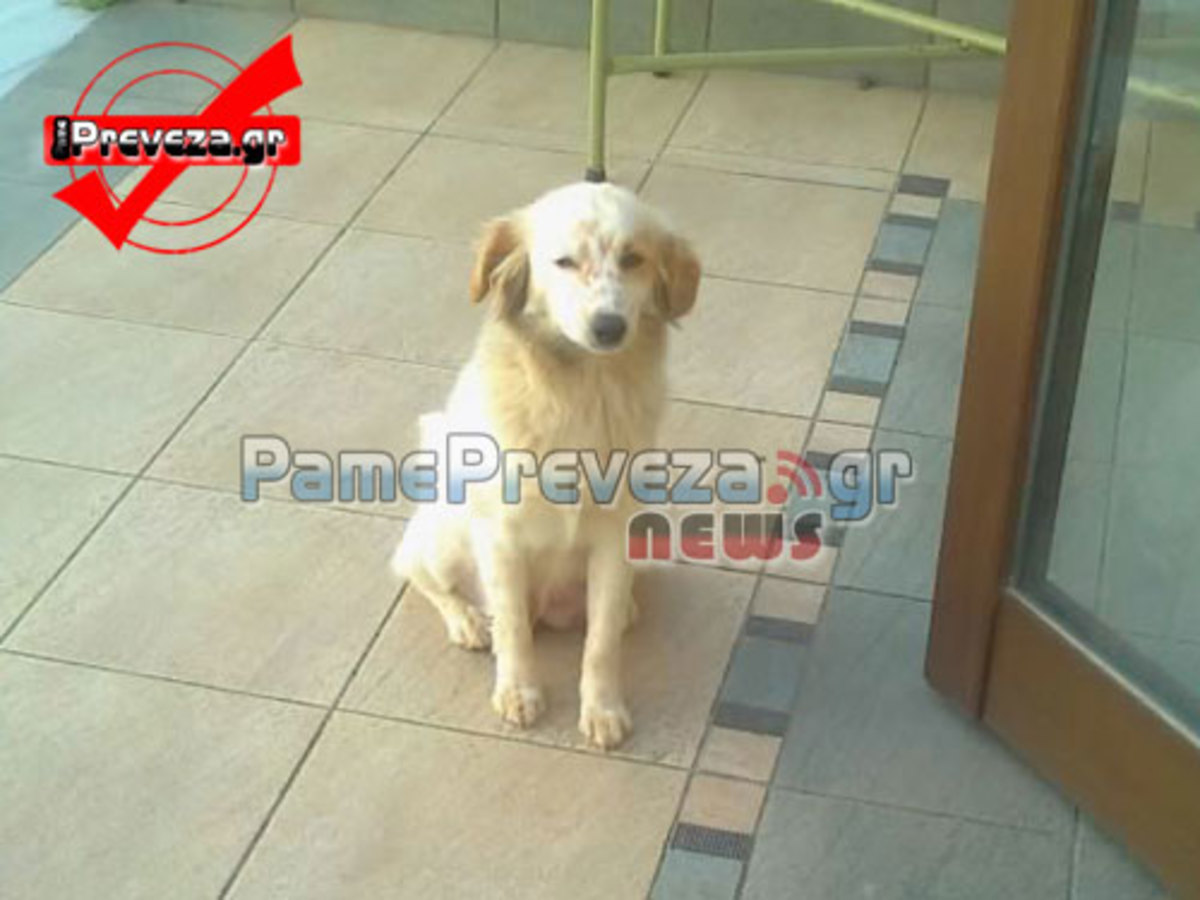 Πρέβεζα: Σκυλίτσα μπήκε στο φέρετρο μαζί με το αφεντικό της…