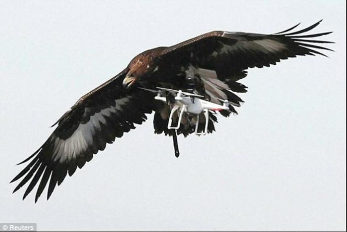 Αετοί κατά drone στη μάχη κατά της τρομοκρατίας! [vid, pics]