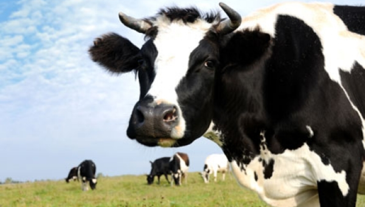Ο εφιάλτης επιστρέφει; – Νέο κρούσμα τρελών αγελάδων στην Καλιφόρνια