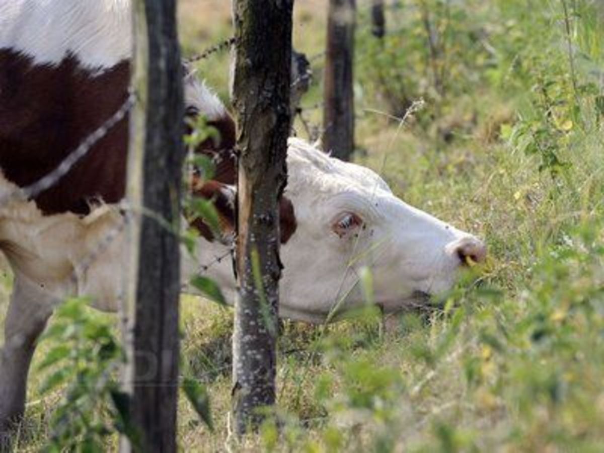 Βρέθηκε η περιβόητη αγελάδα Υβόννη